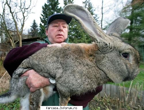 gigant rabbit iepuras